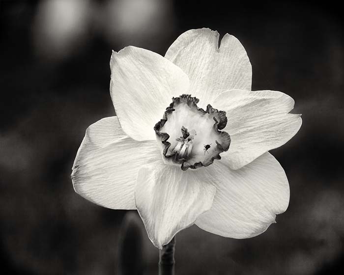 Narcissus, Faust Park 4/17/2015