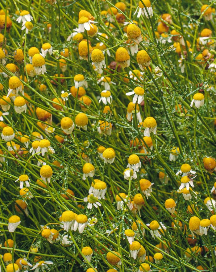 Chamomile, Faust Park 5/31/2015