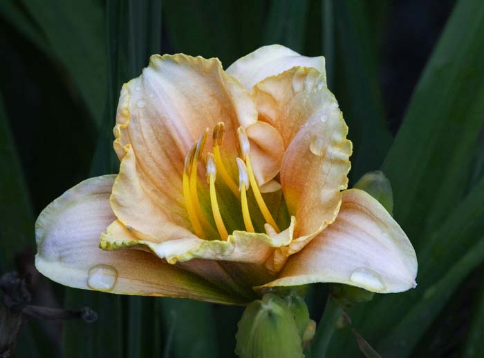 Daylily, Faust Park 7/20/2016
