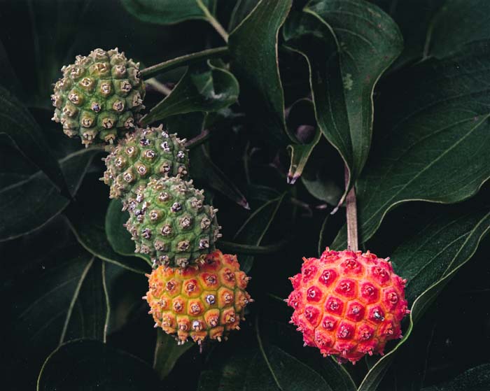 Kousa Dogwood Seeds, Faust Park 8/26/2016