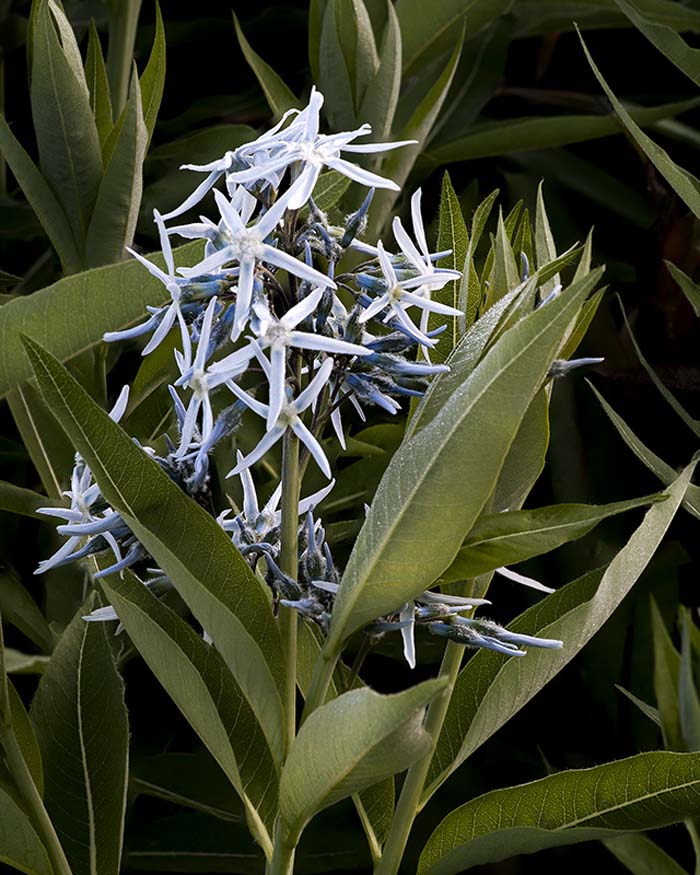 Blue Star, Faust Park 4/24/2017