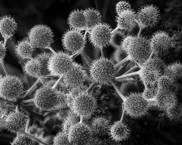Rattlesnake Master, Faust Park 8/16/2016