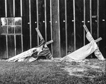 Botanical photos from Missouri