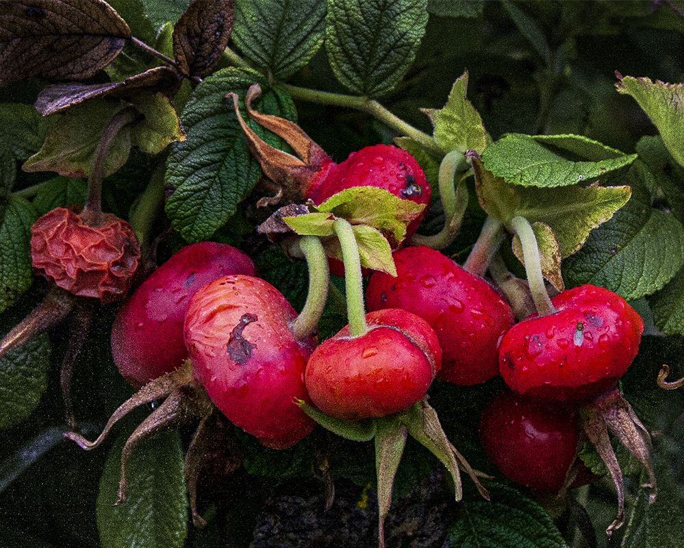 Bar Harbor 9/11/2013