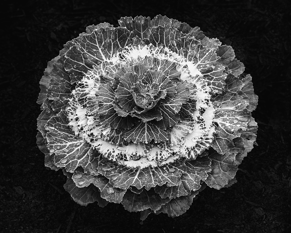 Ornamental Cabbage, Bar Harbor 9/13/2013