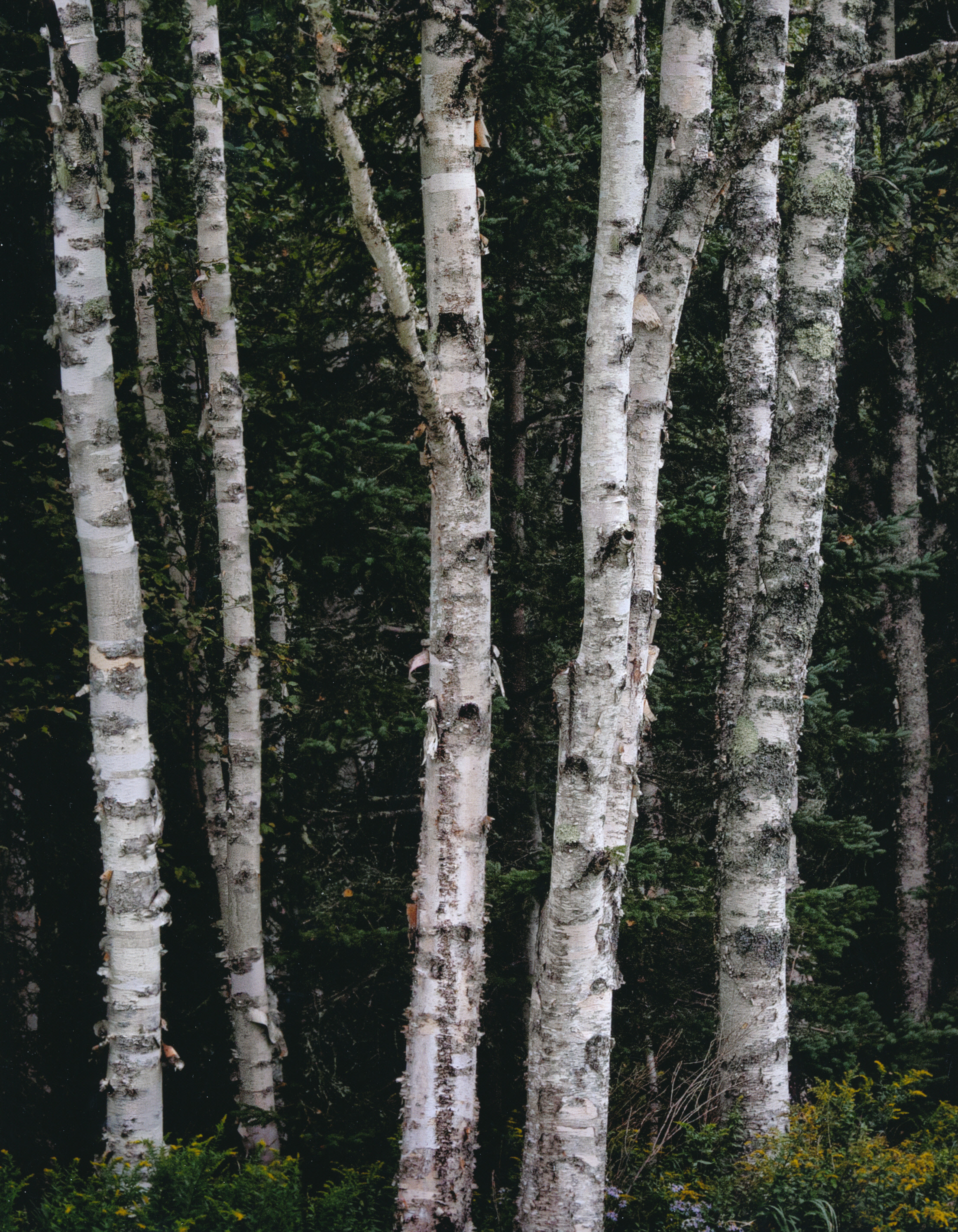 Paper Birch, Acadia National Park 9/13/2013