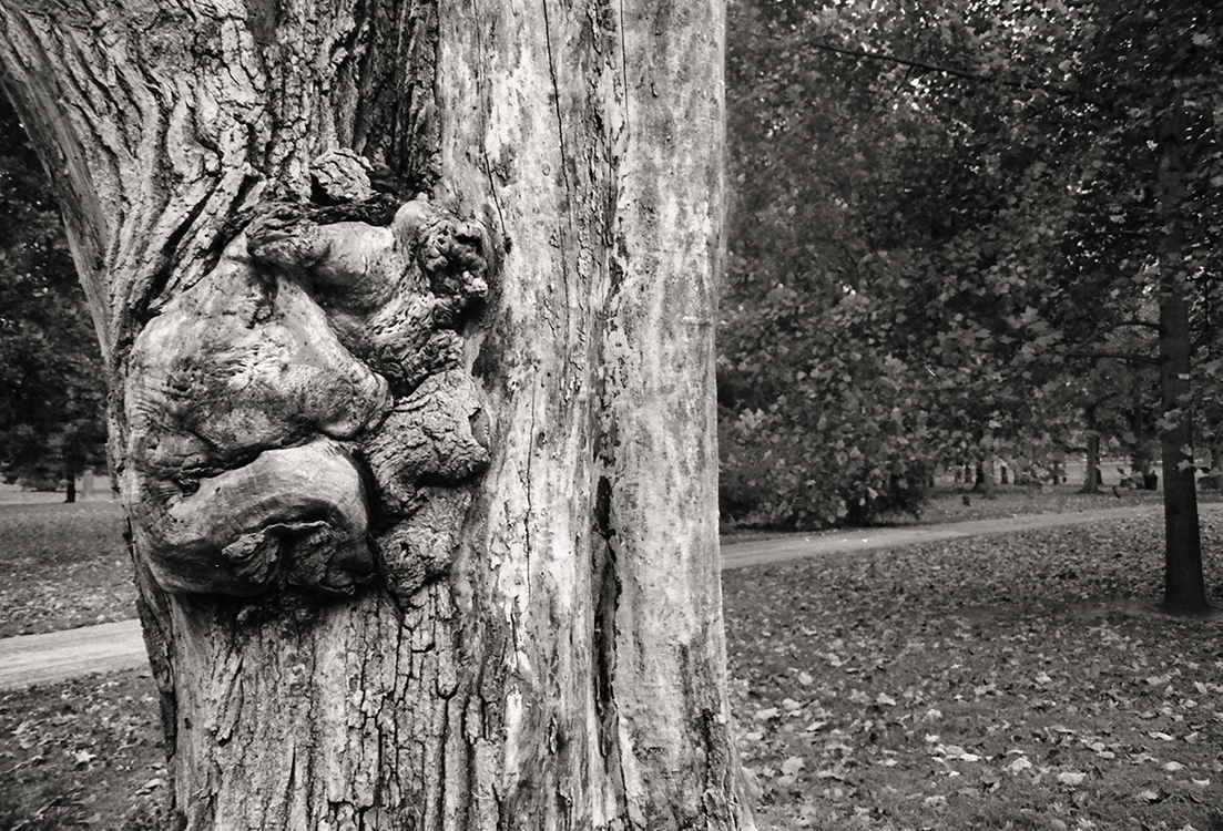 Wizard of Oz Tree, St. Louis 1989