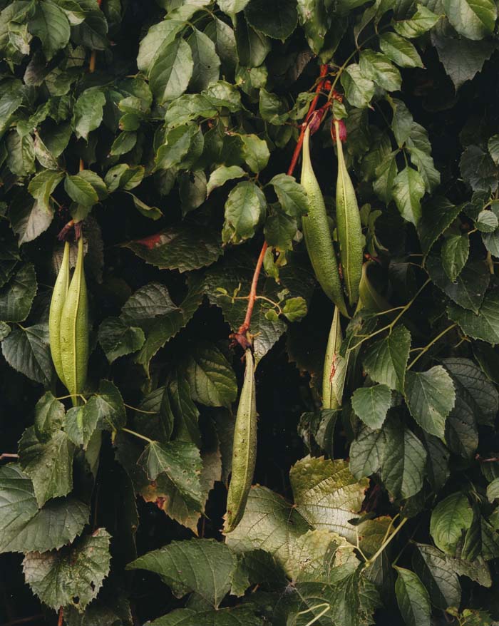Sunrise, Creve Coeur Park 9/11/2012