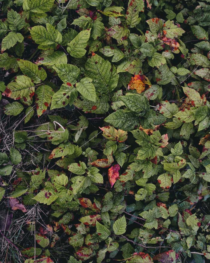 Weed Patch, Creve Coeur Park 9/12/2012