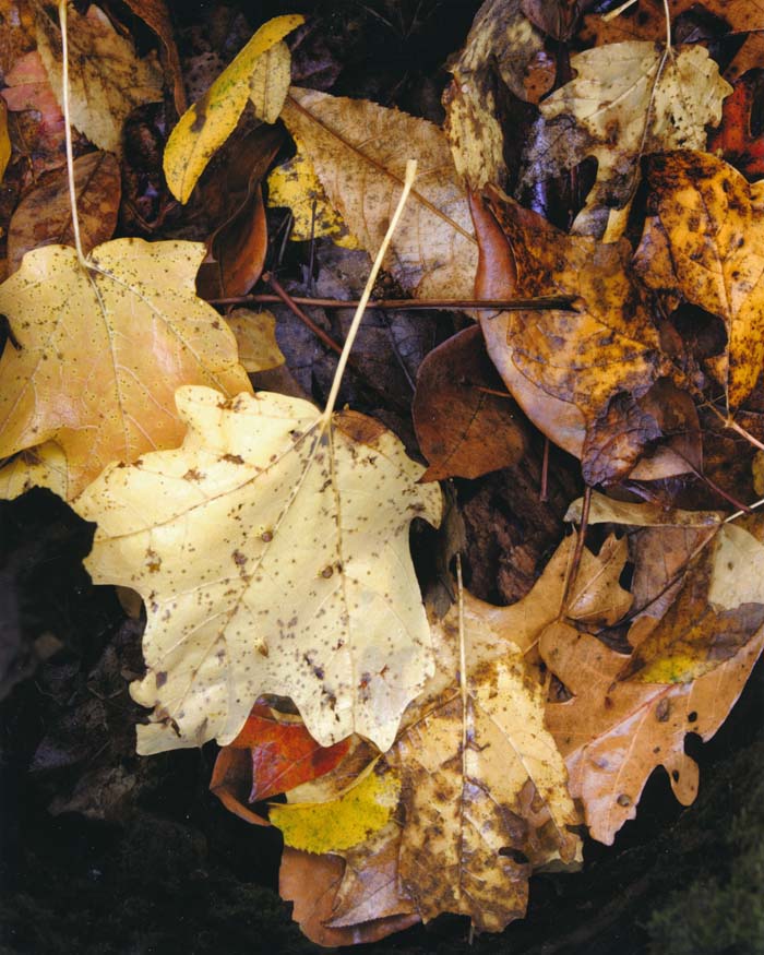 Fall Leaves, Rockwoods Reservation 10/14/2012