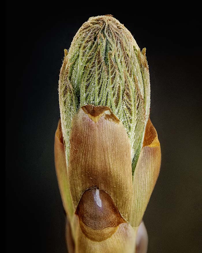 Buckeye Bud, Rockwoods Reservation 4/8/2019