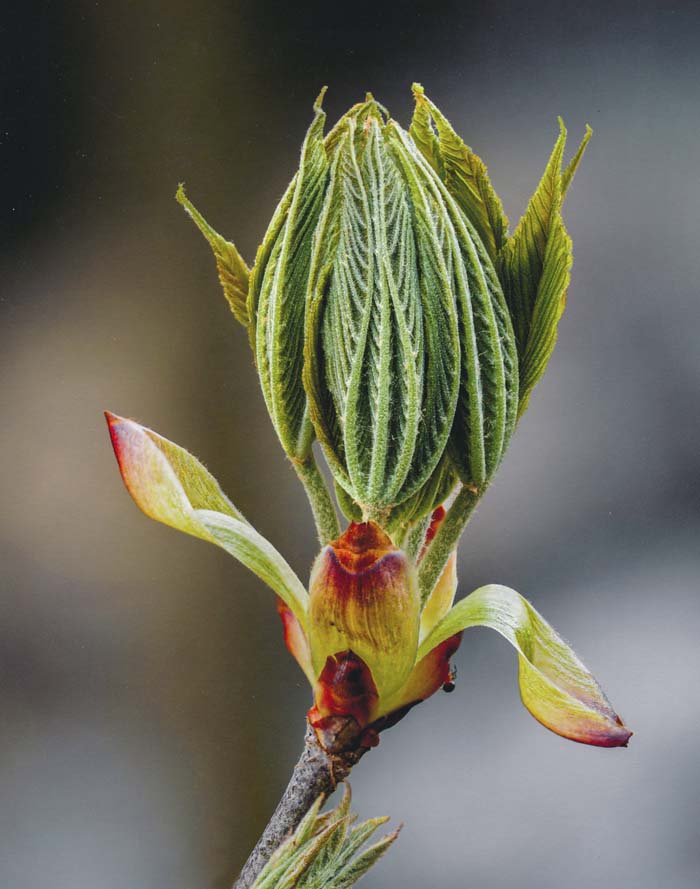 Buckeye, Rockwoods Reservation 4/9/2019