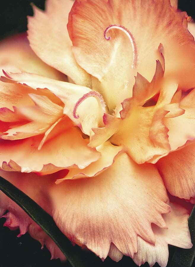 Carnation, Missouri Botanical Garden 4/18/2018