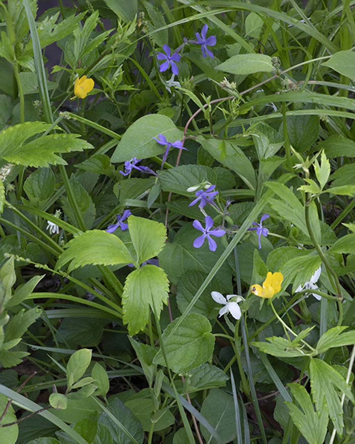 Wild Flowers, Babler State Park 4/28/2020