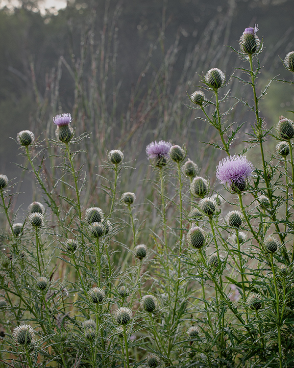 Thistles 8/2019