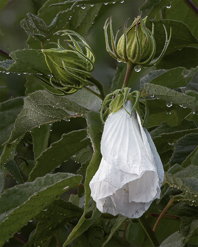Hibiscus, Shaw Nature Reserve 8/28/2019