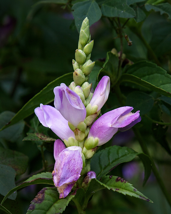 Turtlehead Plant 8/2019