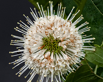 Botancial photos of restored prairie in Missouri.