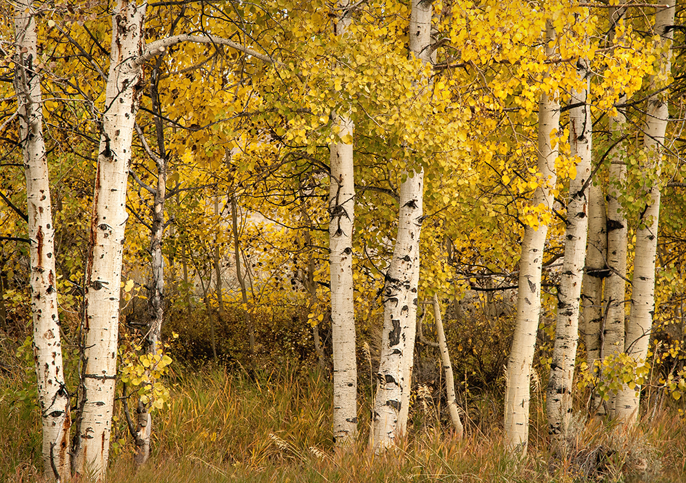 Aspens 10/2013