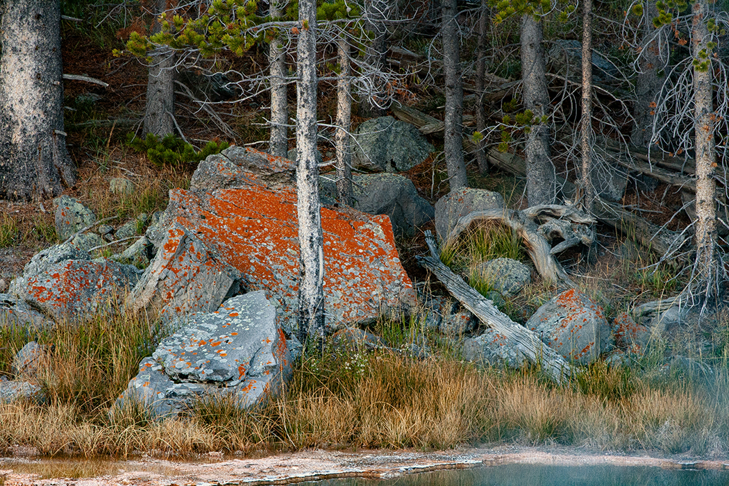 On Geyser Hill, Yellowstone 10/2014
