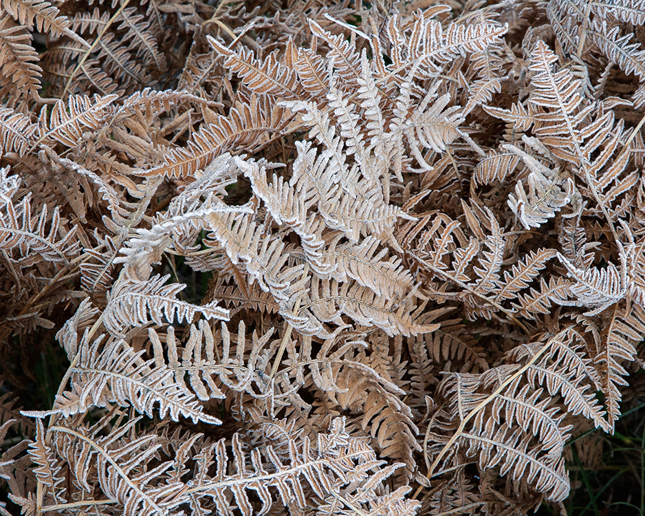 Frost-Covered Fern, Yellowstone 10/2014